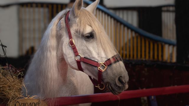 Paard Ozosnel heeft teugels om en staat in zijn stal. 